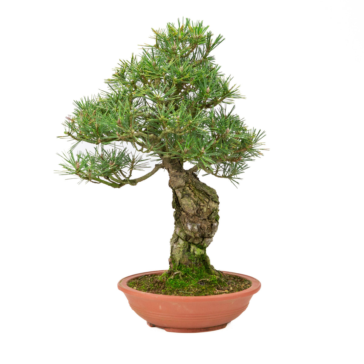 Pinus thunbergii uglassret potte 25m, højde ~52cm