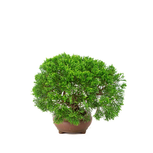 Juniperus chinensis, uglaseret krukke 13 cm, højde ~27 cm