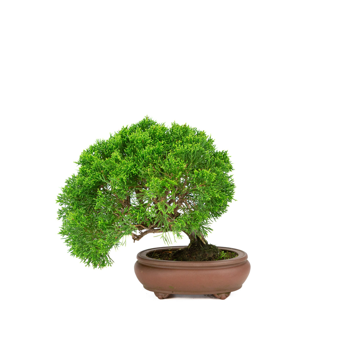 Juniperus chinensis, uglaseret krukke 13 cm, højde ~27 cm