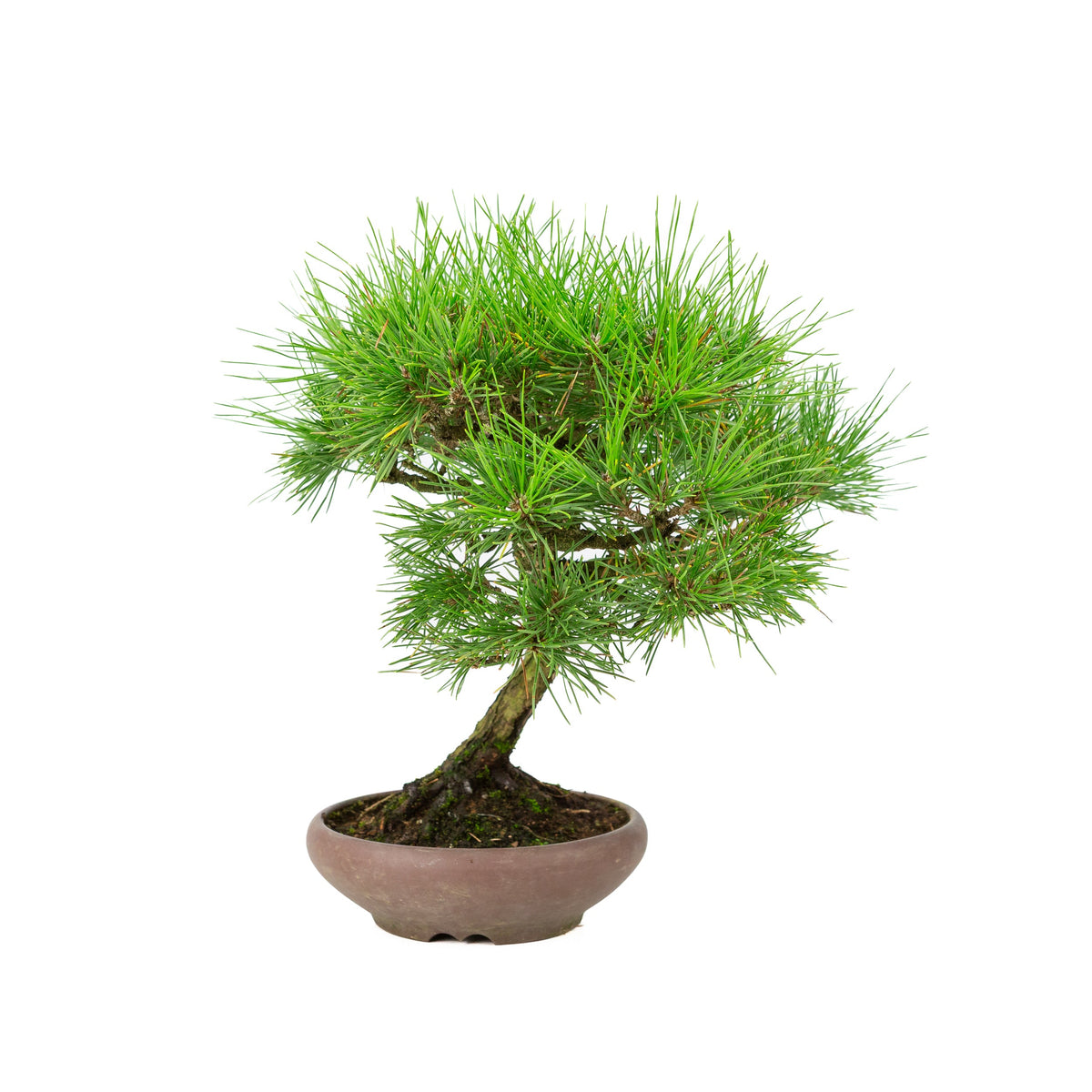 Pinus thunbergii (Japansk sortfyr), højde ~36 cm