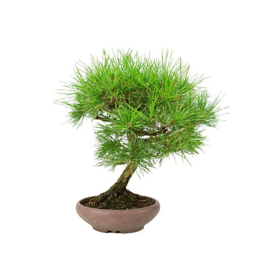 Pinus thunbergii (Japansk sortfyr), højde ~36 cm