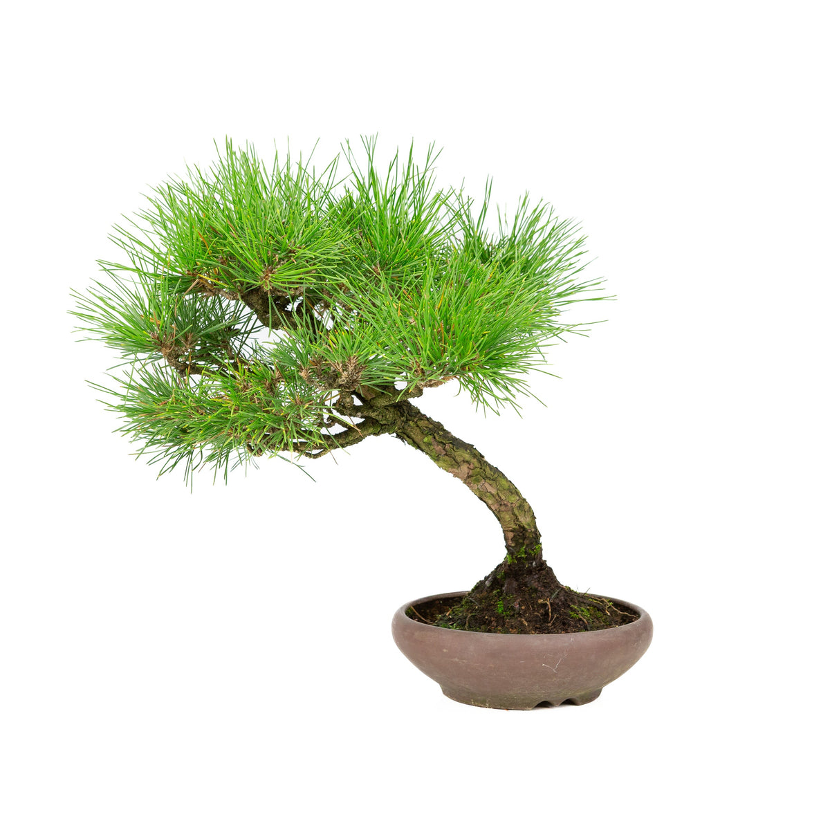 Pinus thunbergii (Japansk sortfyr), højde ~36 cm