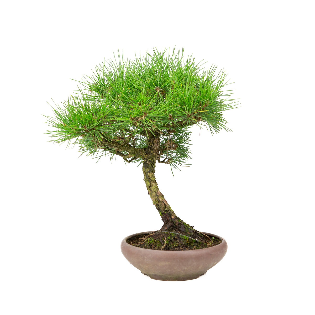 Pinus thunbergii (Japansk sortfyr), højde ~36 cm