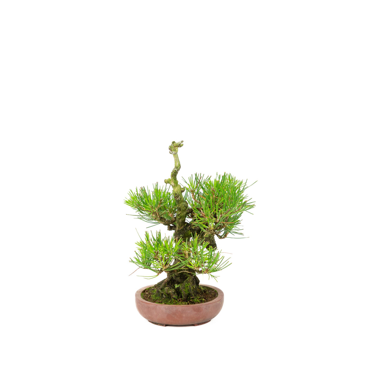 Pinus thunbergii (Japansk sortfyr) , højde ~25 cm