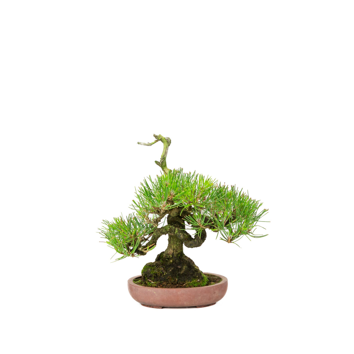 Pinus thunbergii (Japansk sortfyr) , højde ~25 cm