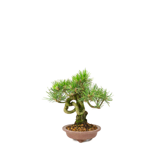 Pinus thunbergii ongeglazuurde pot 13m, hoogte ~24cm