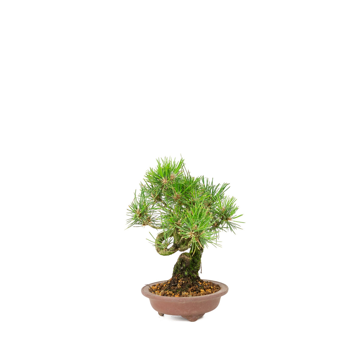 Pinus thunbergii uglaseret potte 13 cm, højde ~24 cm