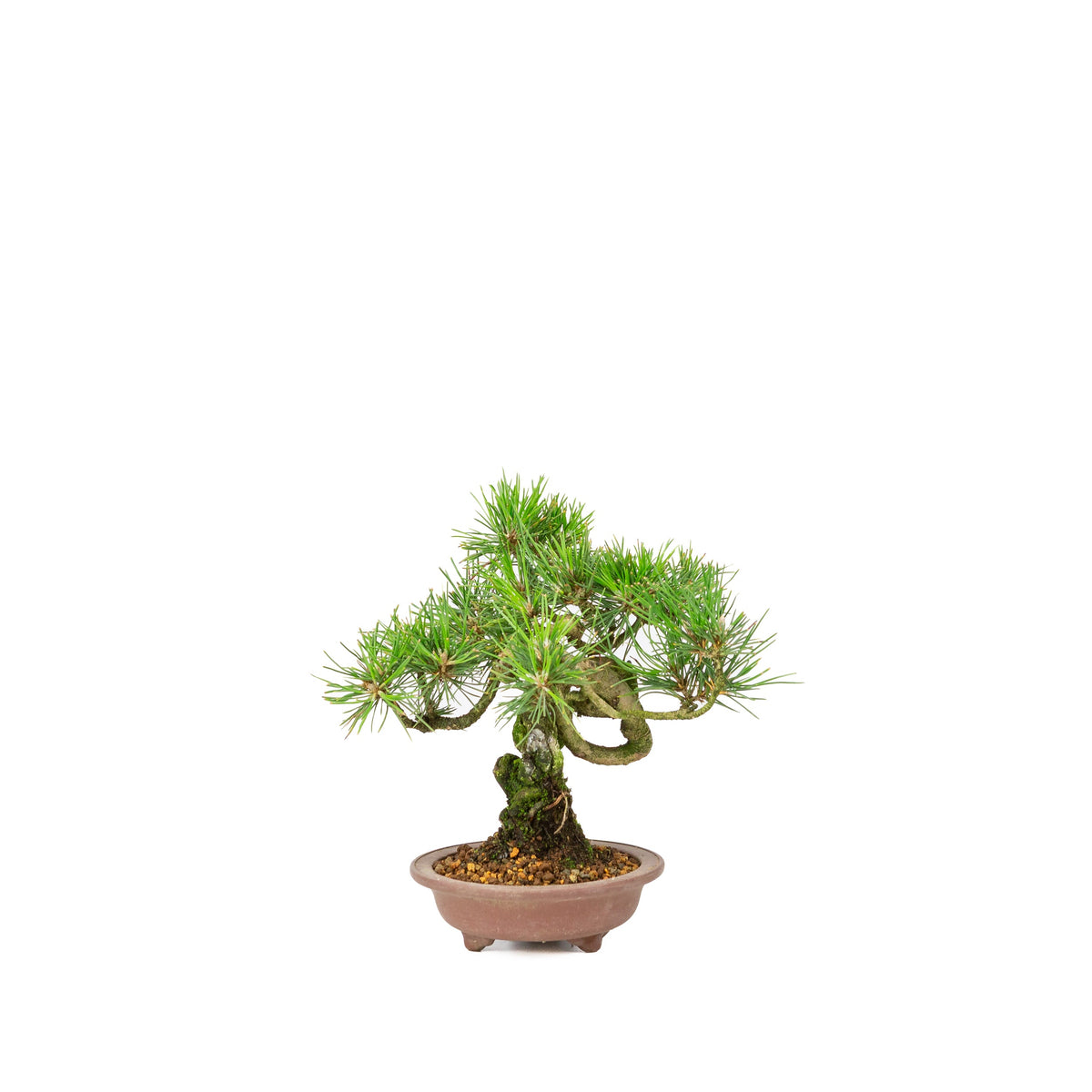Pinus thunbergii uglaseret potte 13 cm, højde ~24 cm
