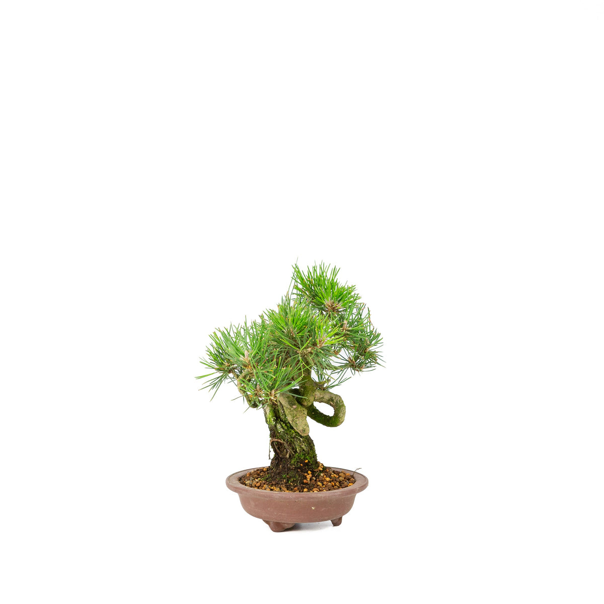 Pinus thunbergii uglaseret potte 13 cm, højde ~24 cm