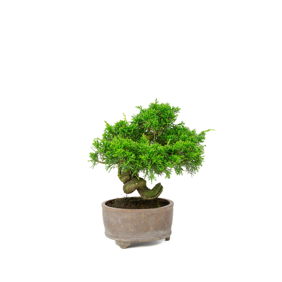 Juniperus chinensis uglaserede potte 14cm, højde ~27cm