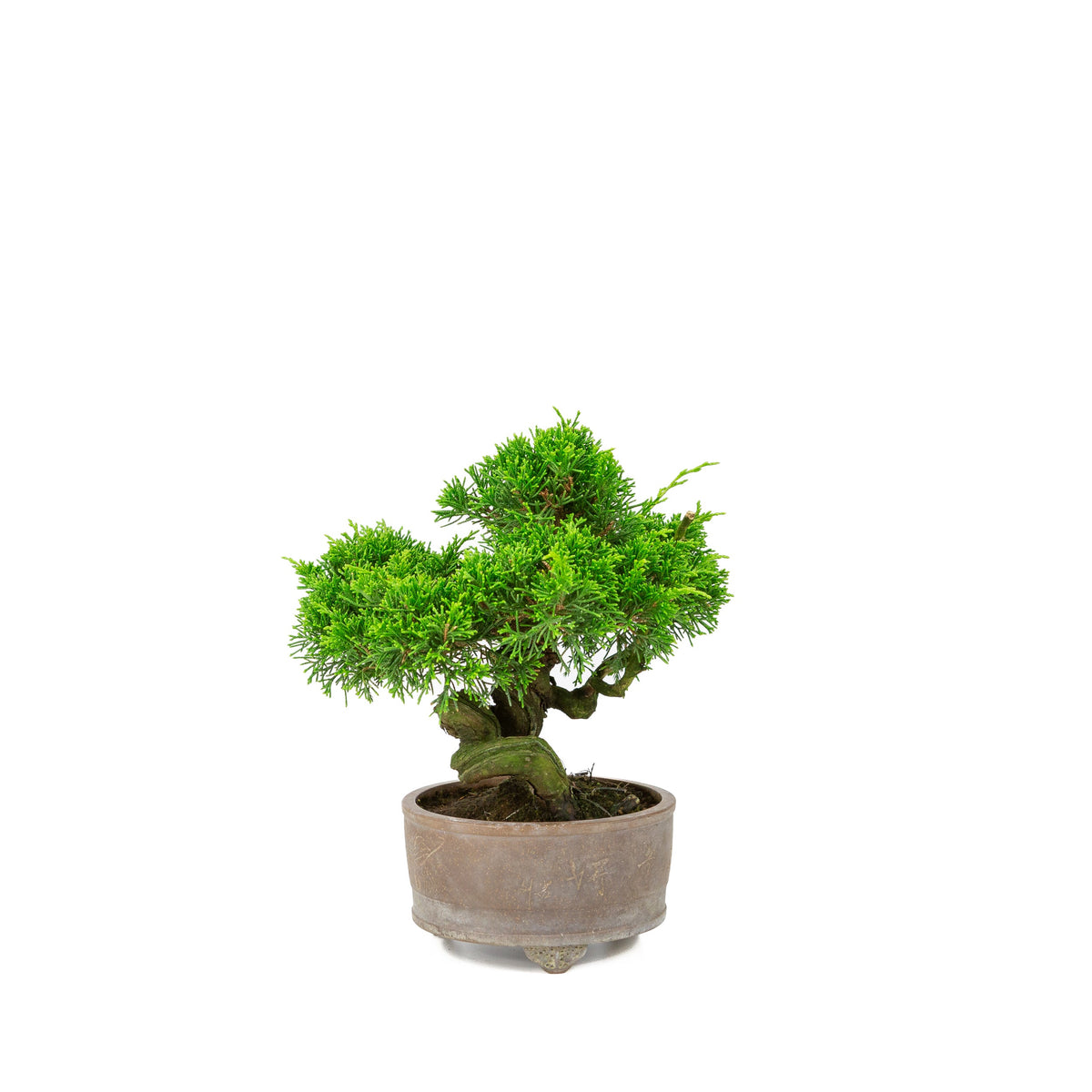 Juniperus chinensis uglaserede potte 14cm, højde ~27cm