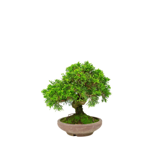 Juniperus chinensis uglaseret potte 15cm, højde ~24cm