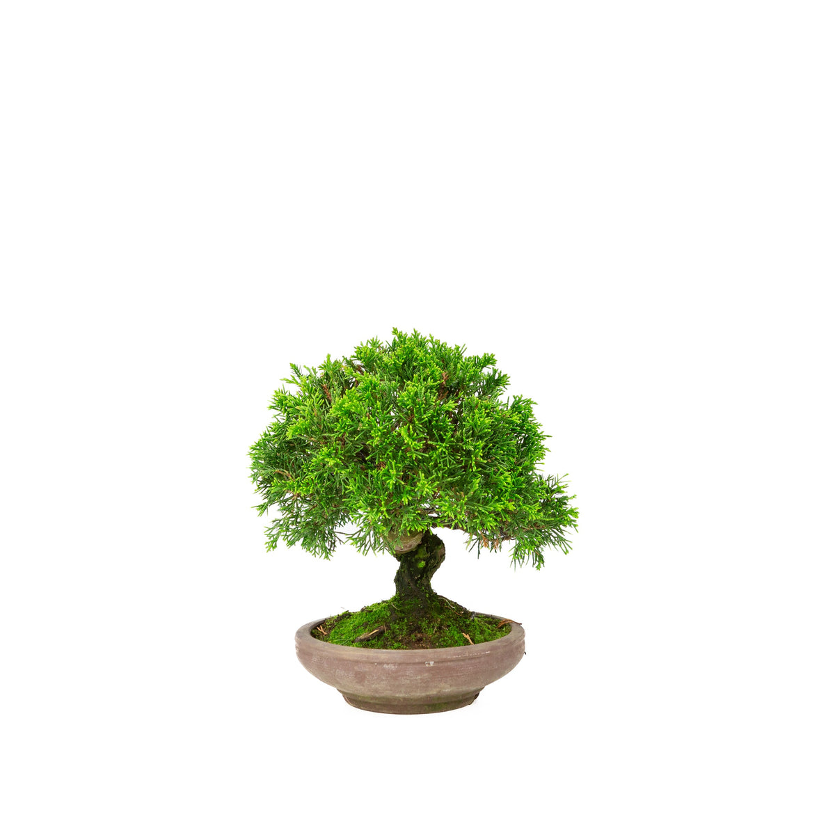 Juniperus chinensis uglaseret potte 15cm, højde ~24cm