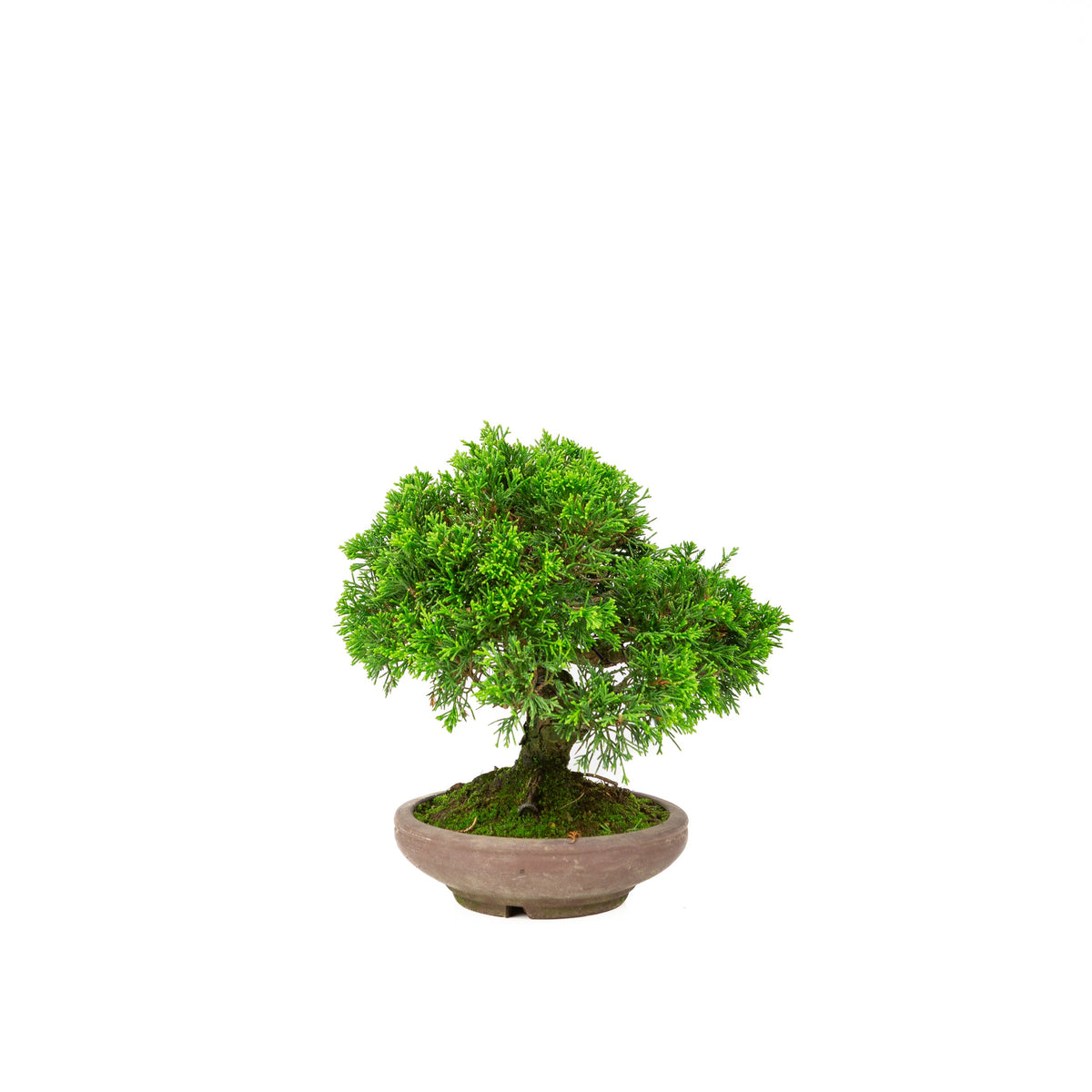 Juniperus chinensis uglaseret potte 15cm, højde ~24cm