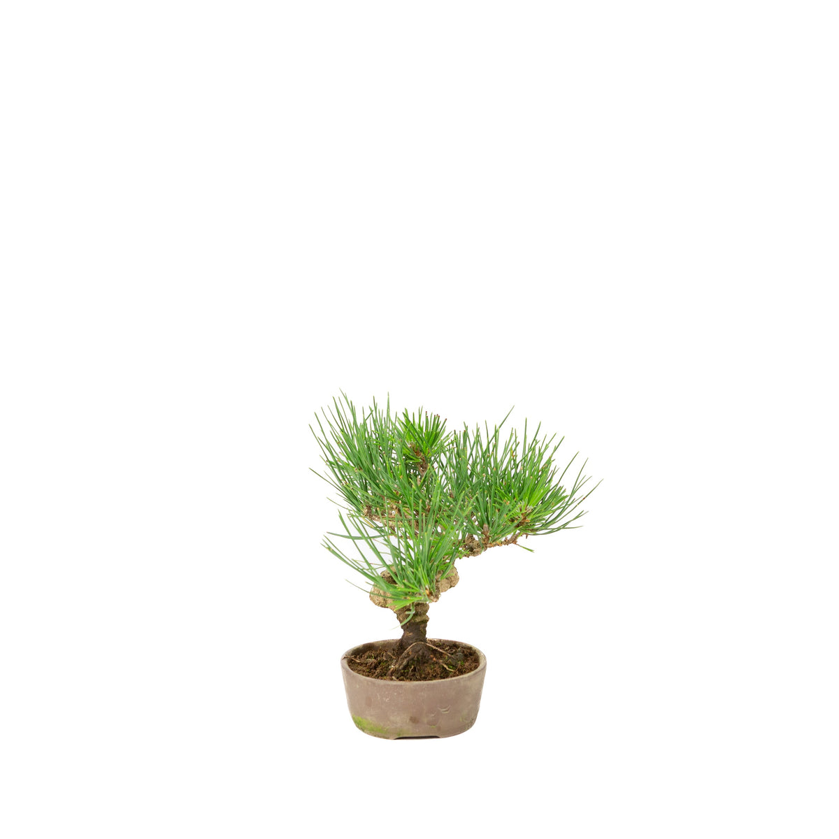 Pinus thunbergii uglasset potte 12 cm, højde ~20 cm