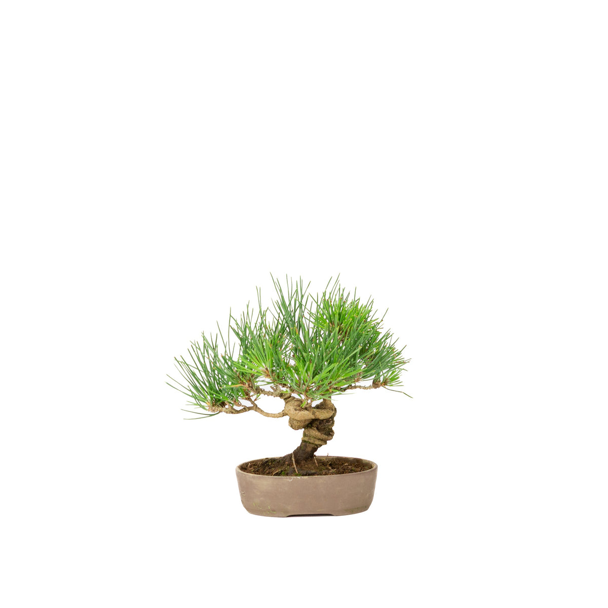 Pinus thunbergii uglasset potte 12 cm, højde ~20 cm
