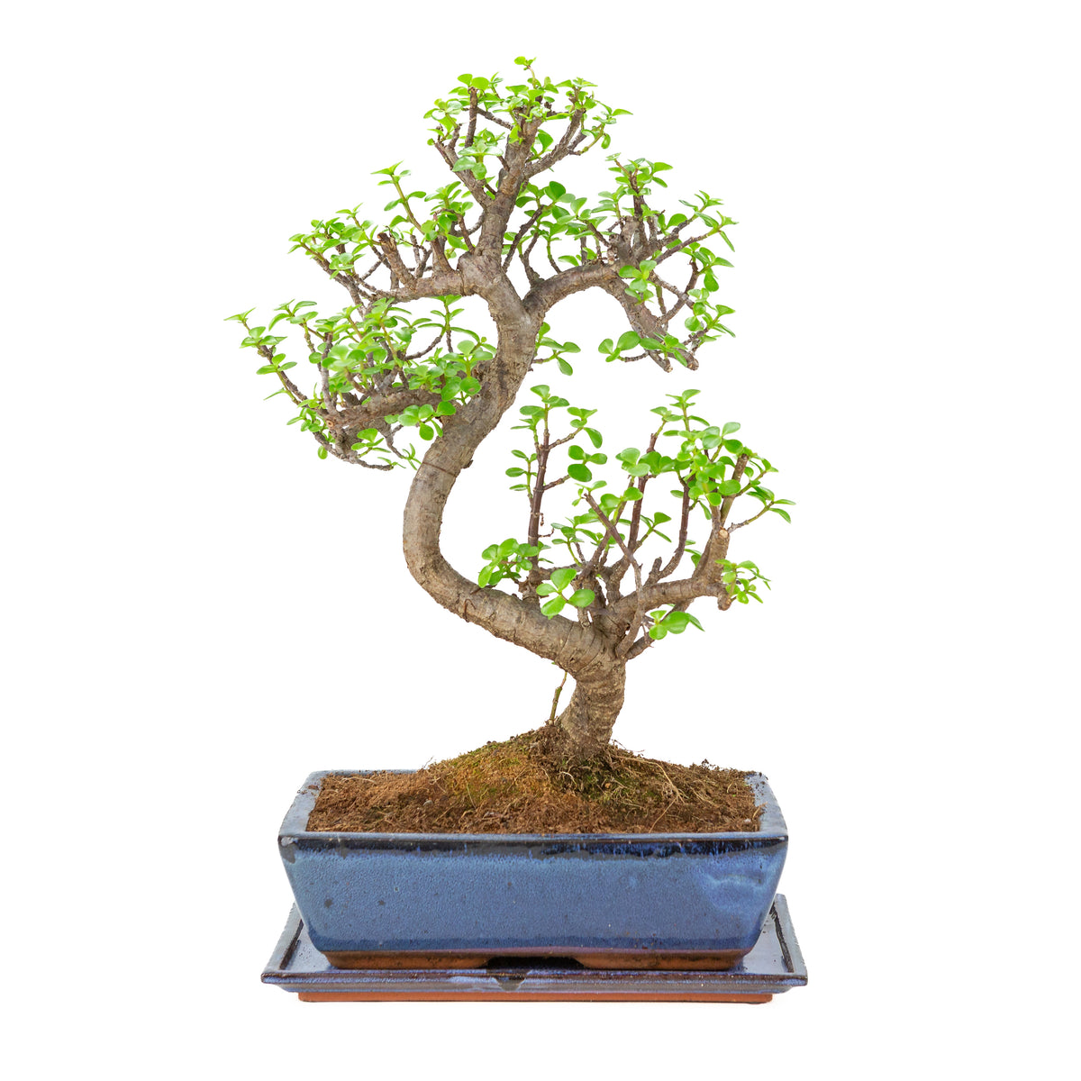 Portulacaria afra (Spekboom) bonsai i blå krukke 28 cm, højde ~51 cm