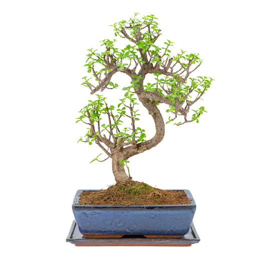Portulacaria afra (Spekboom) bonsai i blå krukke 28 cm, højde ~51 cm