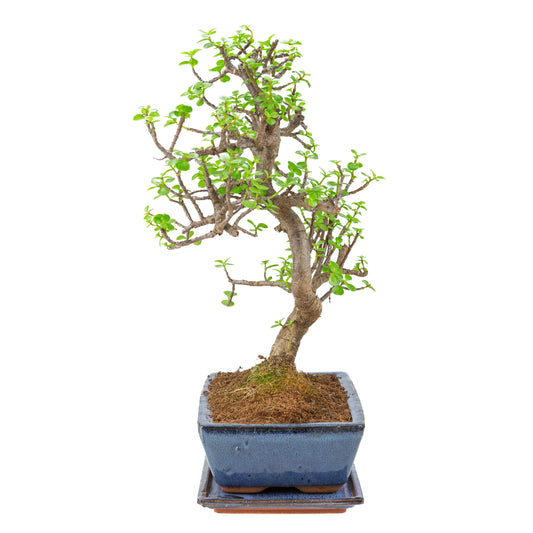 Portulacaria afra (Spekboom) bonsai i blå krukke 28 cm, højde ~51 cm