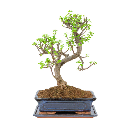 Portulacaria afra (Spekboom) Bonsai i blå potte 29cm, højde ~51cm