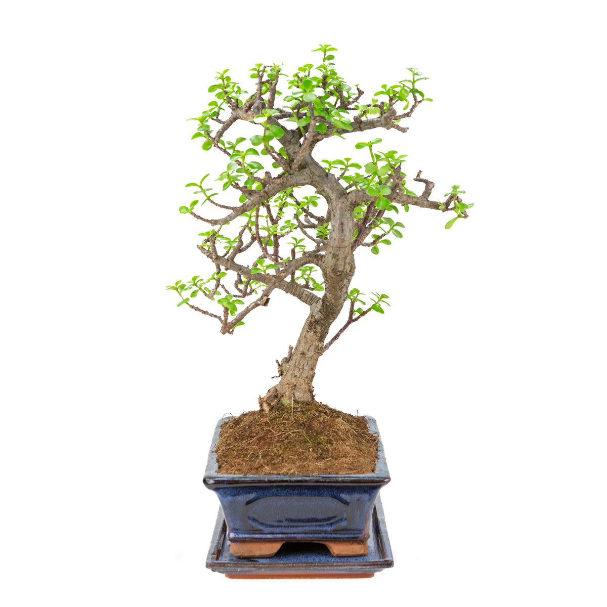 Portulacaria afra (Spekboom) Bonsai i blå potte 29cm, højde ~51cm
