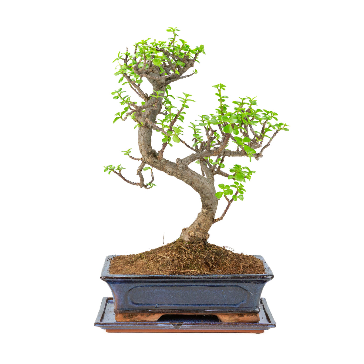 Portulacaria afra (Spekboom) Bonsai i blå potte 29cm, højde ~51cm
