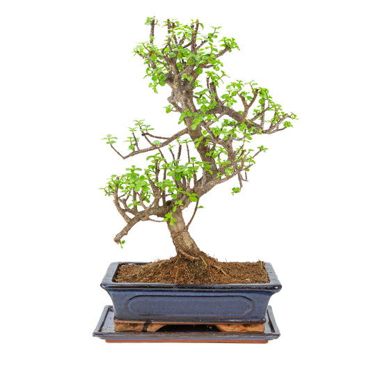 Portulacaria afra (Spekboom) bonsai i blå potte 29 cm, højde ~53 cm