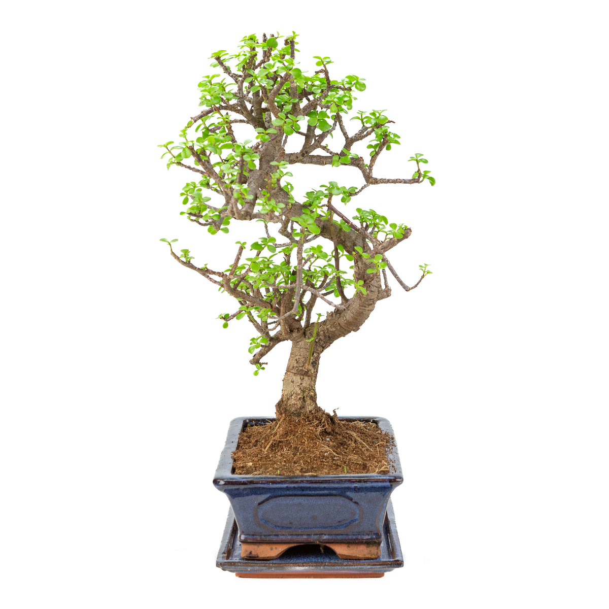Portulacaria afra (Spekboom) bonsai i blå potte 29 cm, højde ~53 cm