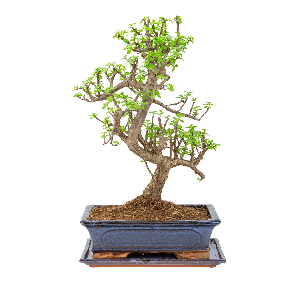 Portulacaria afra (Spekboom) bonsai i blå potte 29 cm, højde ~53 cm