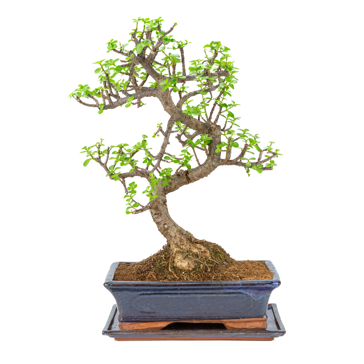 Portulacaria afra (Spekboom) Bonsai i blå krukke 29cm, højde ~54cm