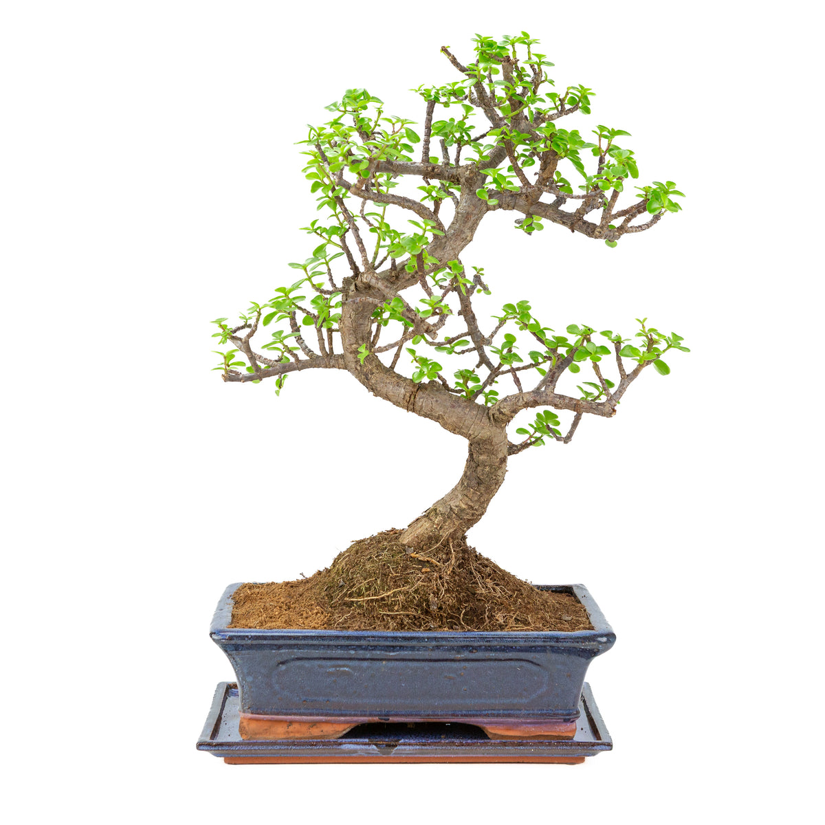 Portulacaria afra (Spekboom) Bonsai i blå krukke 29cm, højde ~54cm