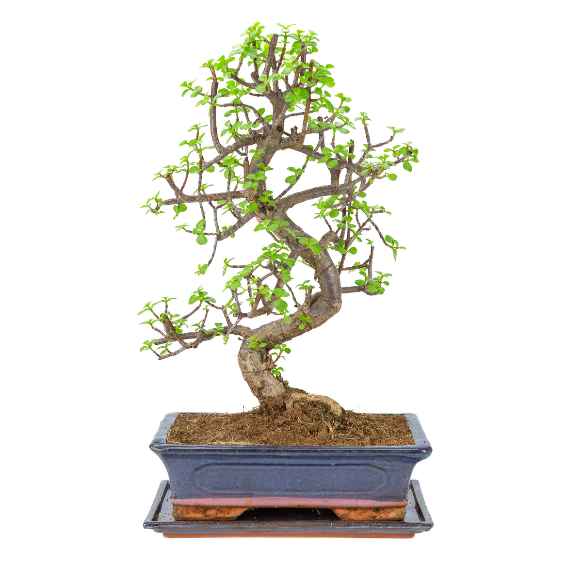 Portulacaria afra (Spekboom) Bonsai i blå krukke 29cm, højde ~54cm