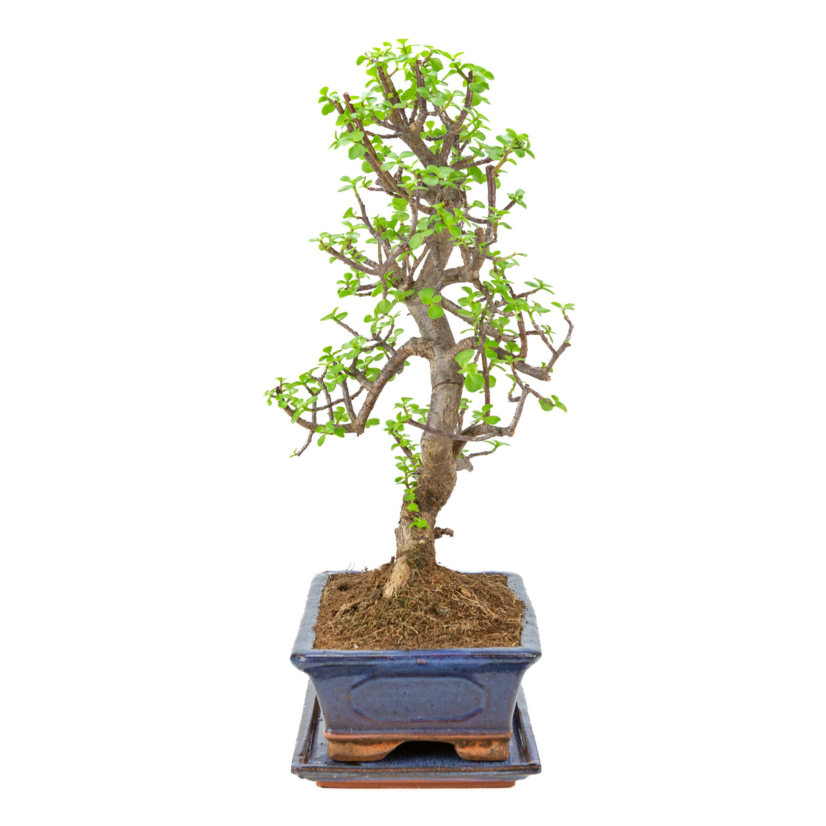 Portulacaria afra (Spekboom) Bonsai i blå krukke 29cm, højde ~54cm