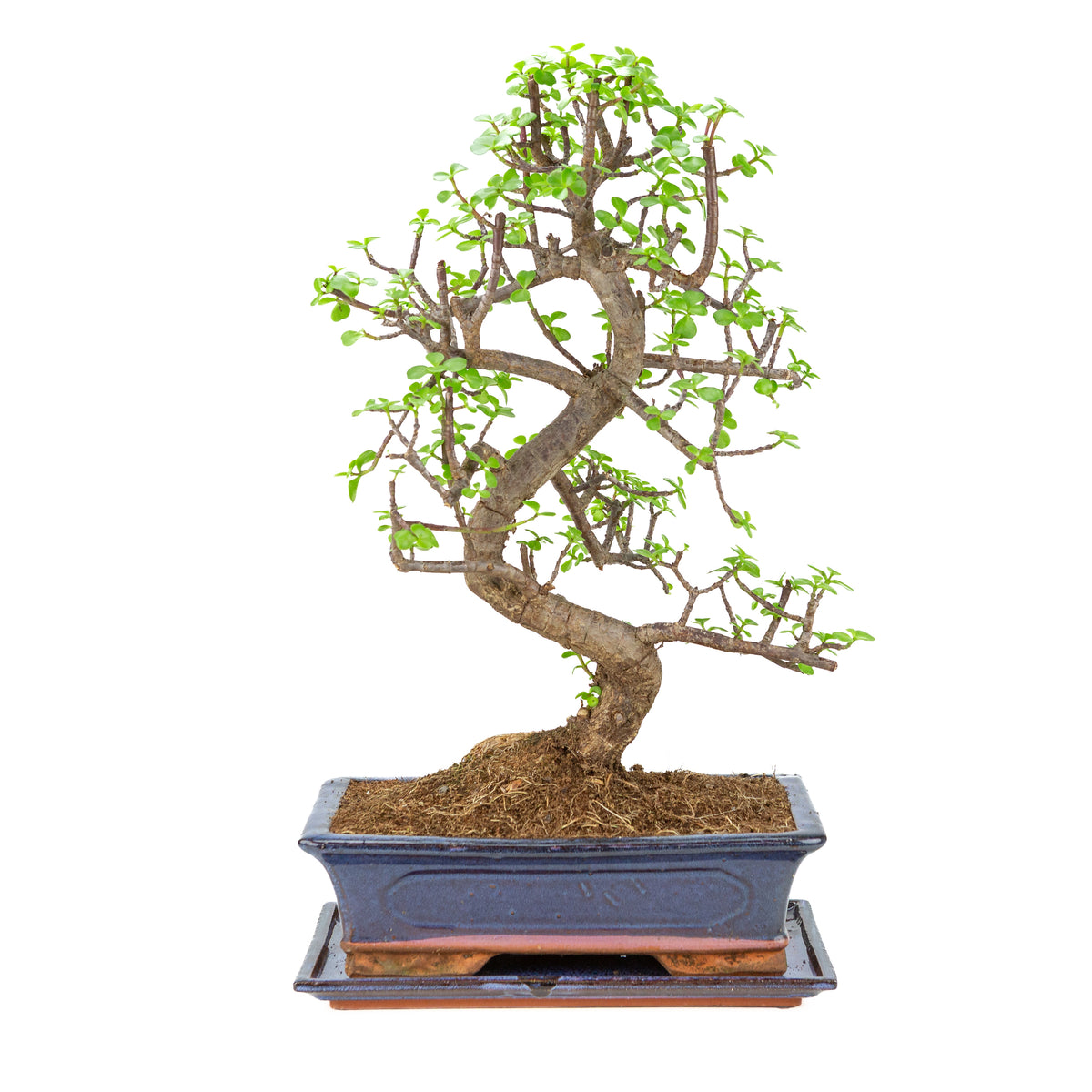 Portulacaria afra (Spekboom) Bonsai i blå krukke 29cm, højde ~54cm