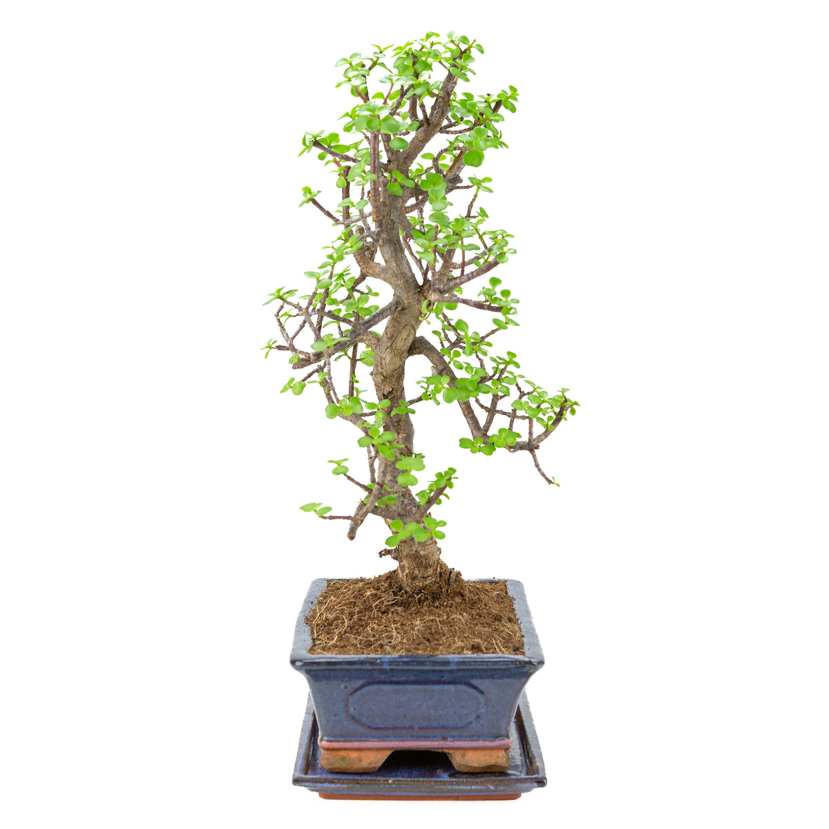 Portulacaria afra (Spekboom) Bonsai i blå krukke 29cm, højde ~54cm