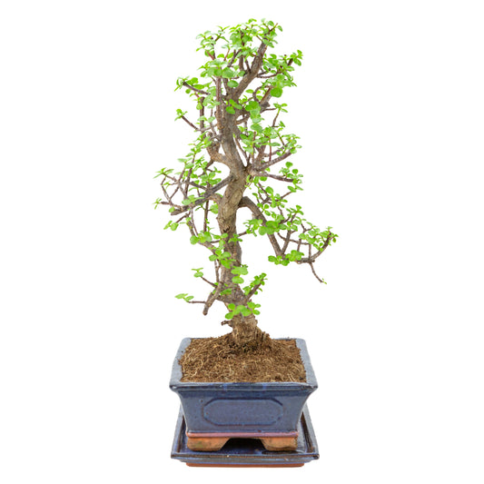 Portulacaria afra (Spekboom) Bonsai i blå krukke 29cm, højde ~54cm
