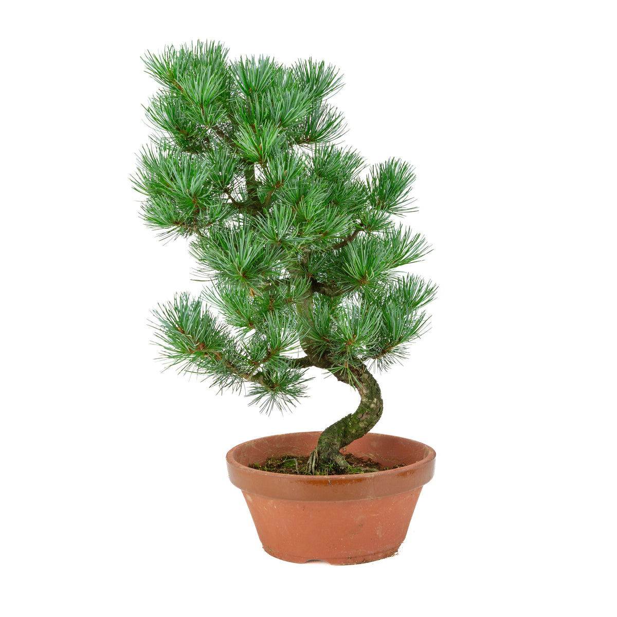 Pinus parviflora (japansk hvidfyr) terracotta potte 22 cm, højde ~51 cm