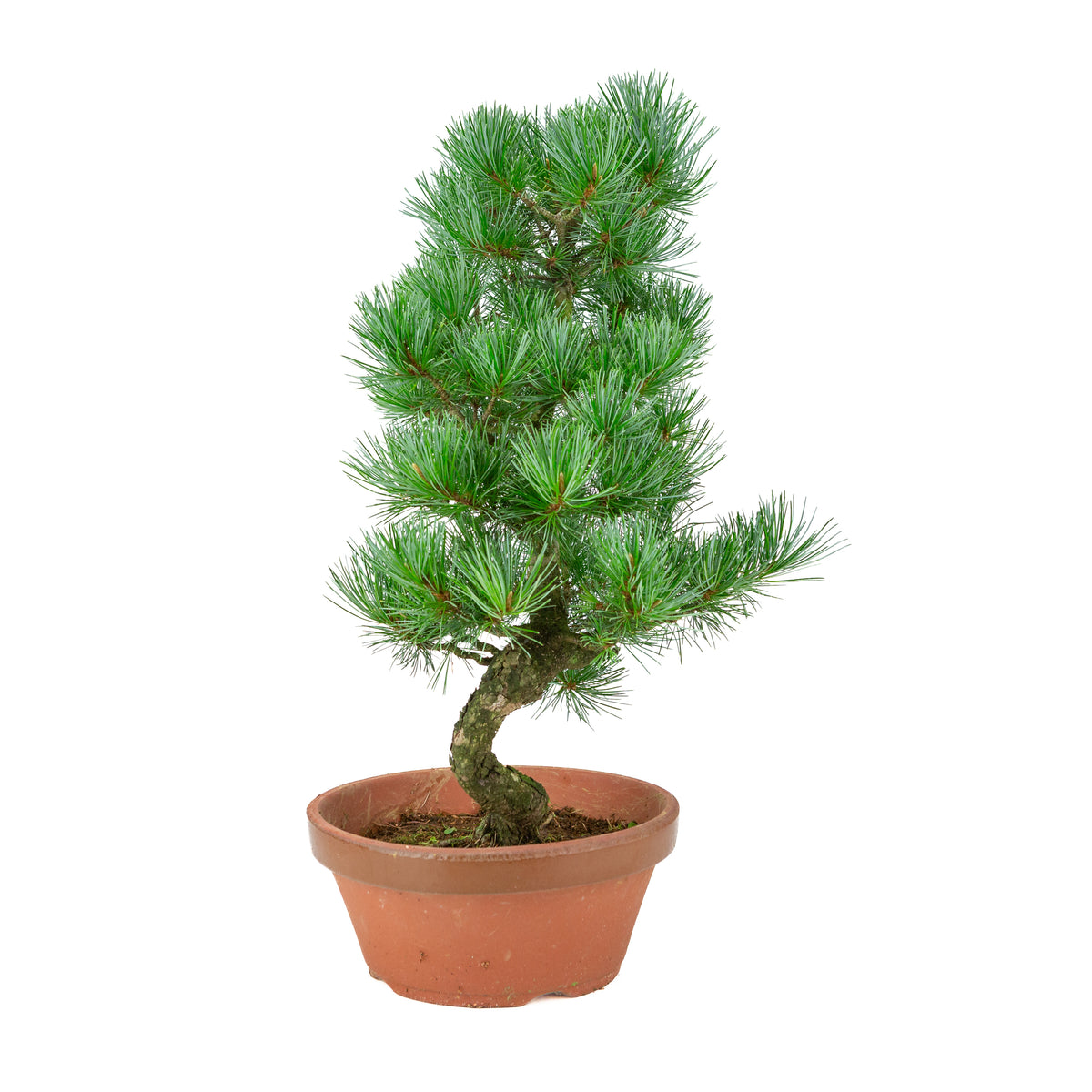 Pinus parviflora (japansk hvidfyr) terracotta potte 22 cm, højde ~51 cm