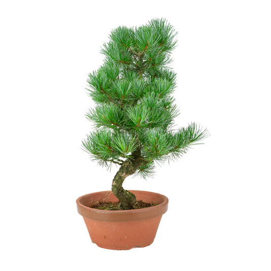 Pinus parviflora (japansk hvidfyr) terracotta potte 22 cm, højde ~51 cm