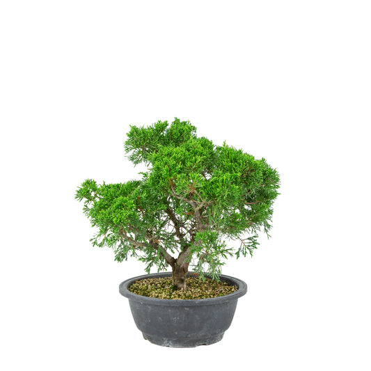 Juniperus chinensis (Kinesisk ene) plastikpotte 19 cm, højde ~33 cm