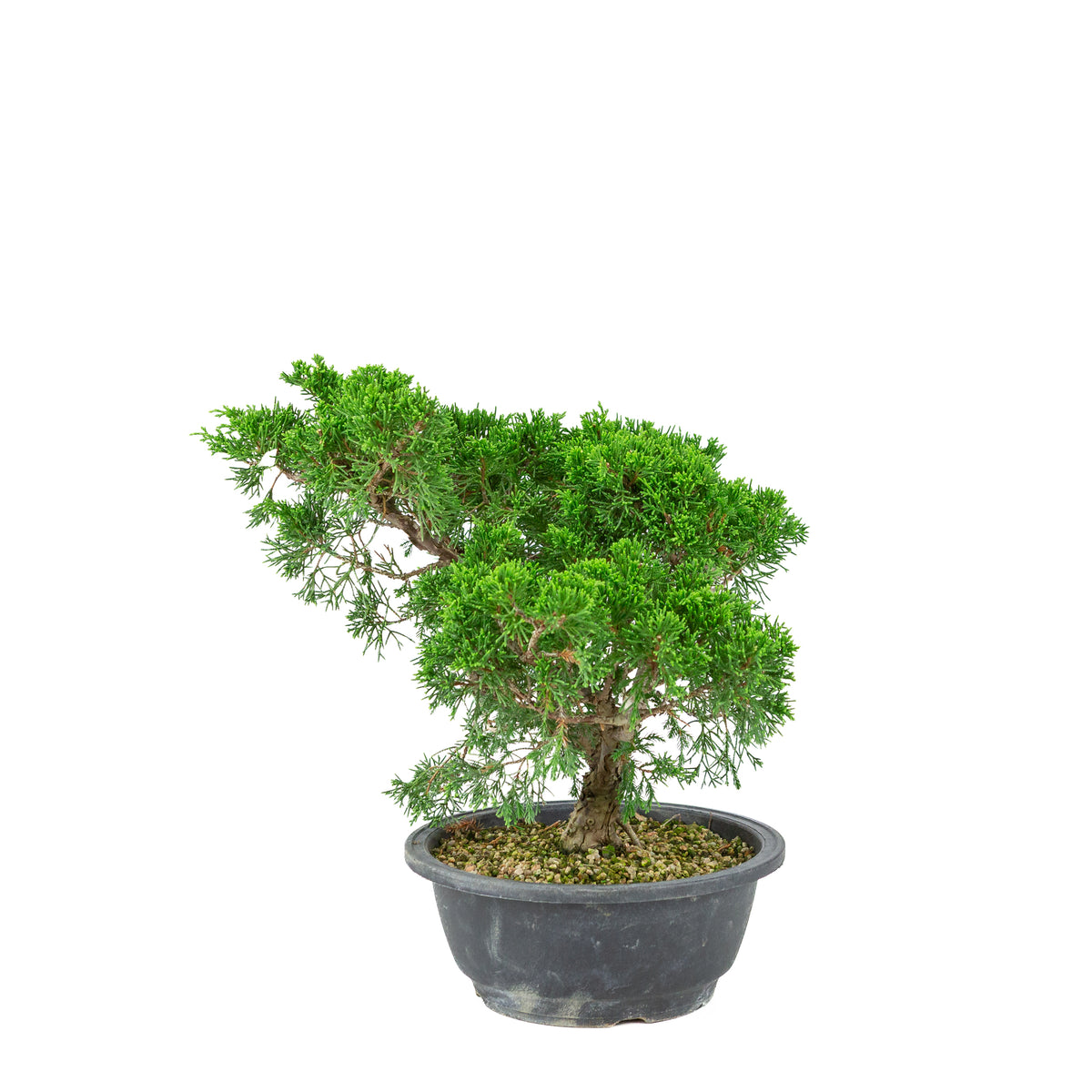Juniperus chinensis (Kinesisk ene) plastikpotte 19 cm, højde ~33 cm
