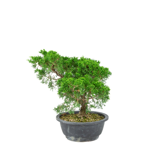 Juniperus chinensis (Kinesisk ene) plastikpotte 19 cm, højde ~33 cm