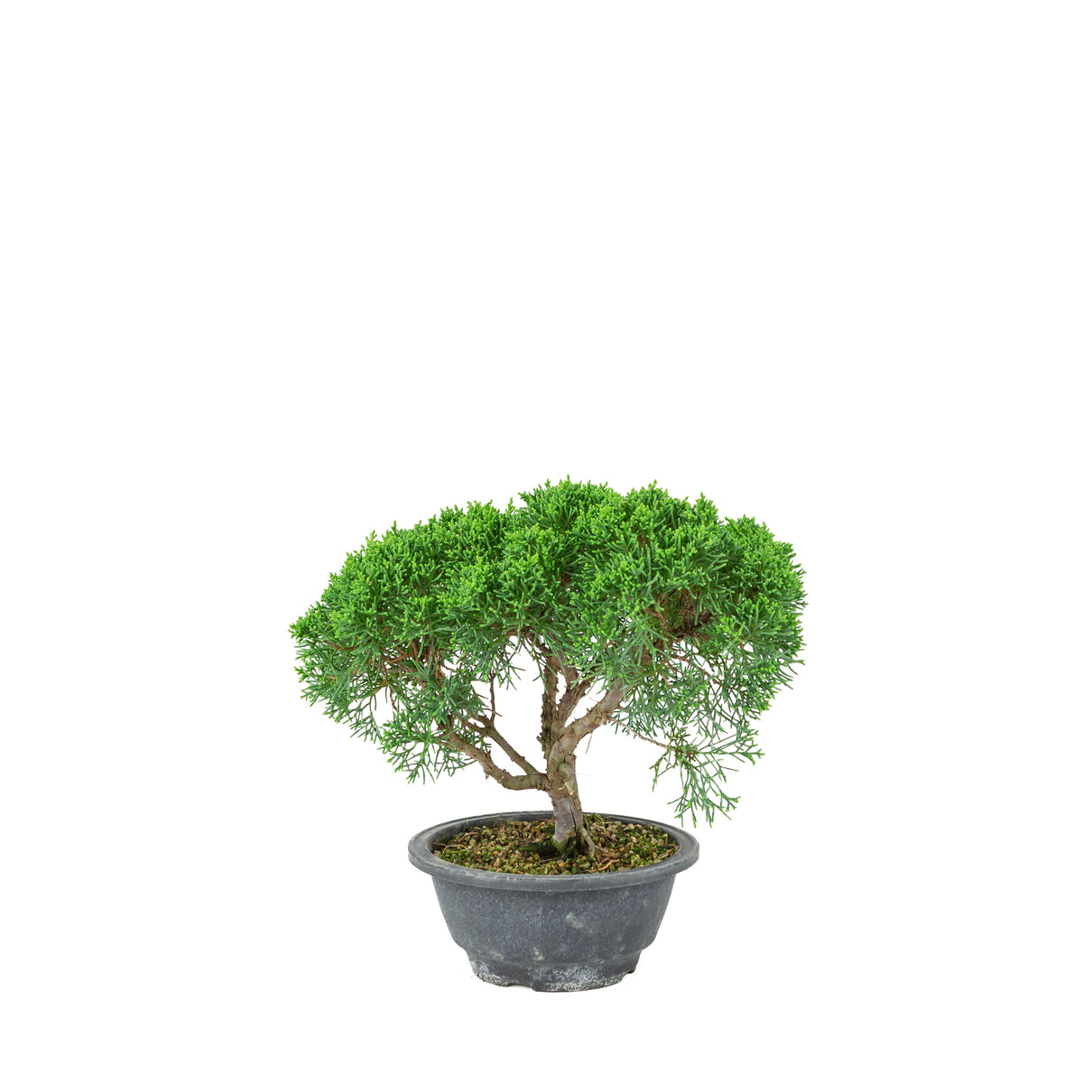 Juniperus chinensis (Kinesisk ene) plastikpotte 16 cm, højde ~25 cm