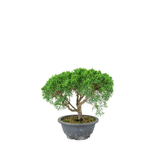 Juniperus chinensis (Kinesisk ene) plastikpotte 16 cm, højde ~25 cm