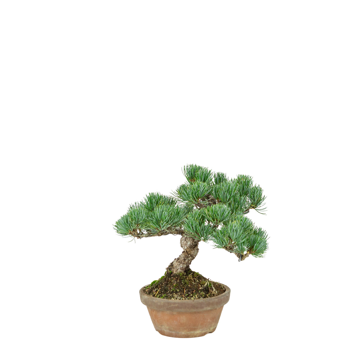 Pinus parviflora (japansk hvidfyr) terracotta potte 15 cm, højde ~27 cm