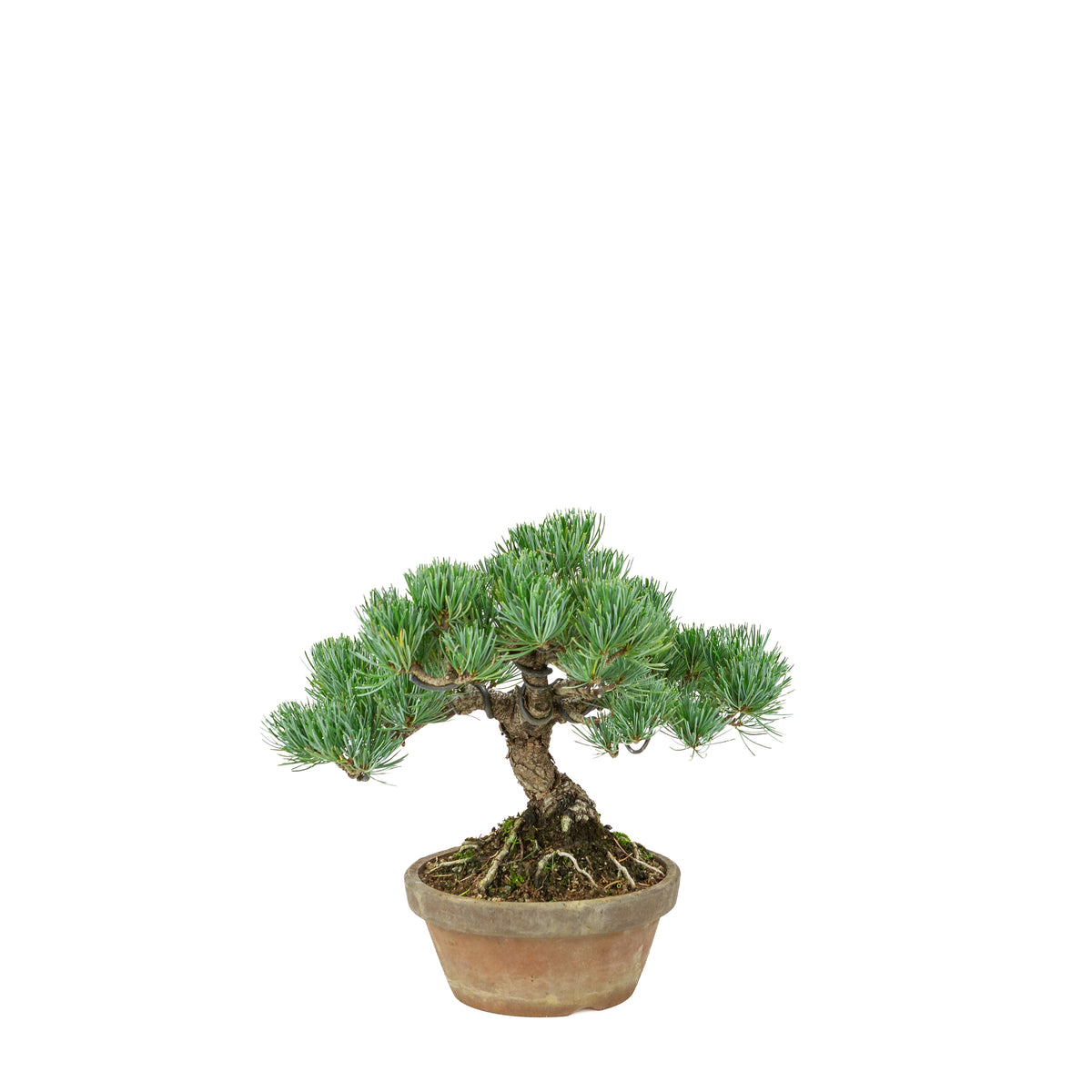 Pinus parviflora (japansk hvidfyr) terracotta potte 15 cm, højde ~27 cm