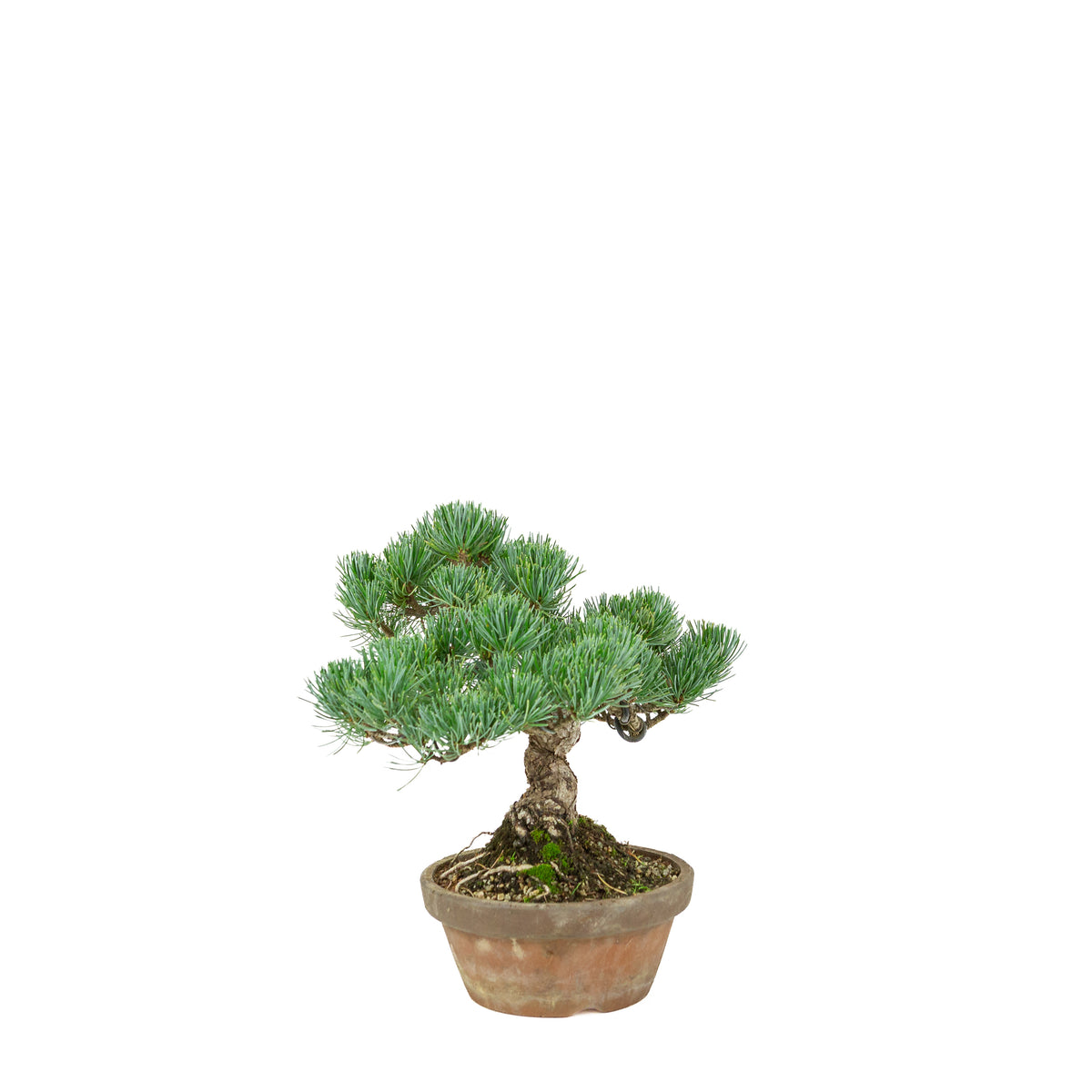 Pinus parviflora (japansk hvidfyr) terracotta potte 15 cm, højde ~27 cm