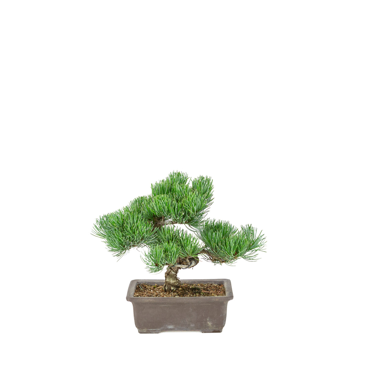 Pinus parviflora (japansk hvidfyr) uglaseret rektangulær potte, højde ~26 cm