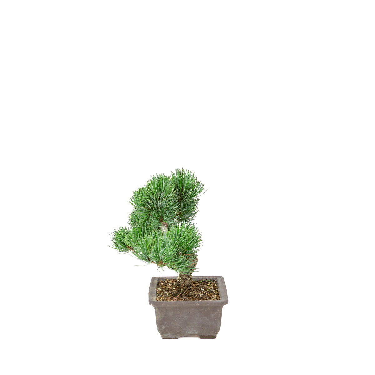 Pinus parviflora (japansk hvidfyr) uglaseret rektangulær potte, højde ~26 cm