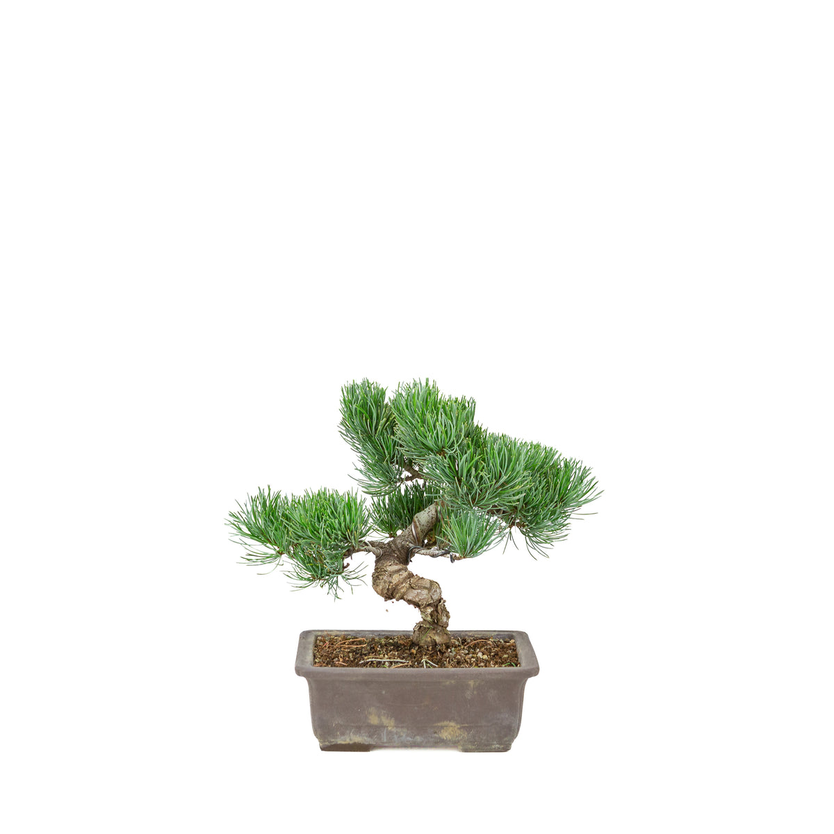 Pinus parviflora (japansk hvidfyr) uglaseret rektangulær potte, højde ~26 cm